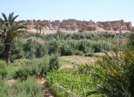 درعة- تافيلالت.. التساقطات المطرية الأخيرة سيكون لها تأثير إيجابي على الموسم الفلاحي